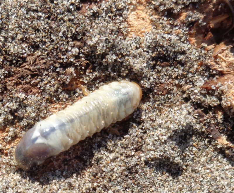 Dynastidae: Calicnemis latreillei